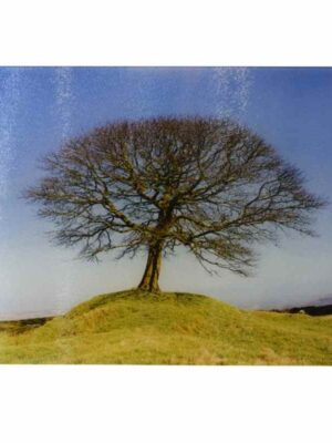 Butterton Moor Tree Large Glass Surface Protector