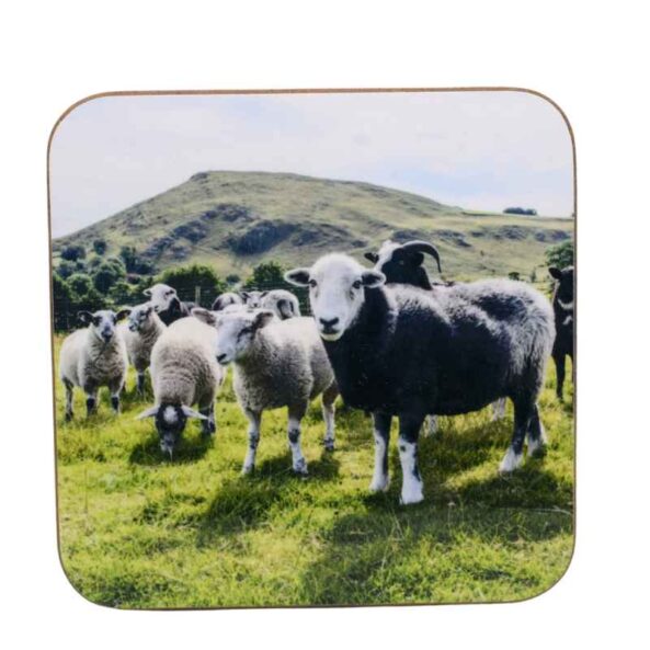 Herdwick Sheep coaster