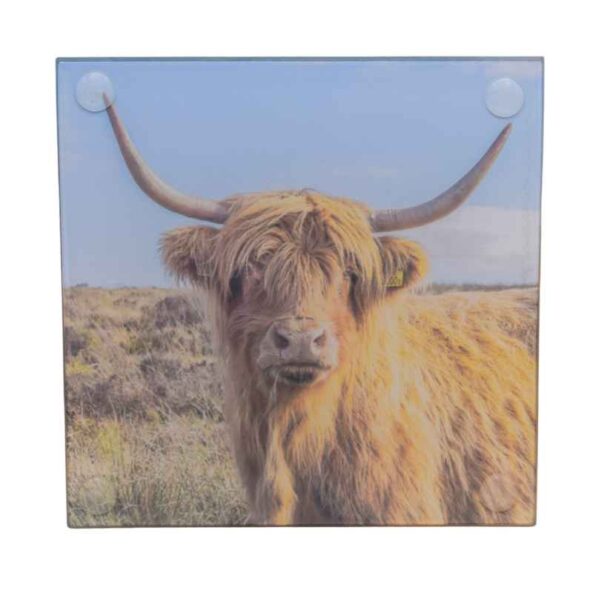 Highland cow glass coaster