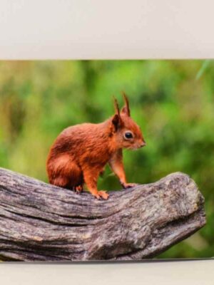 Red Squirrel Place mat